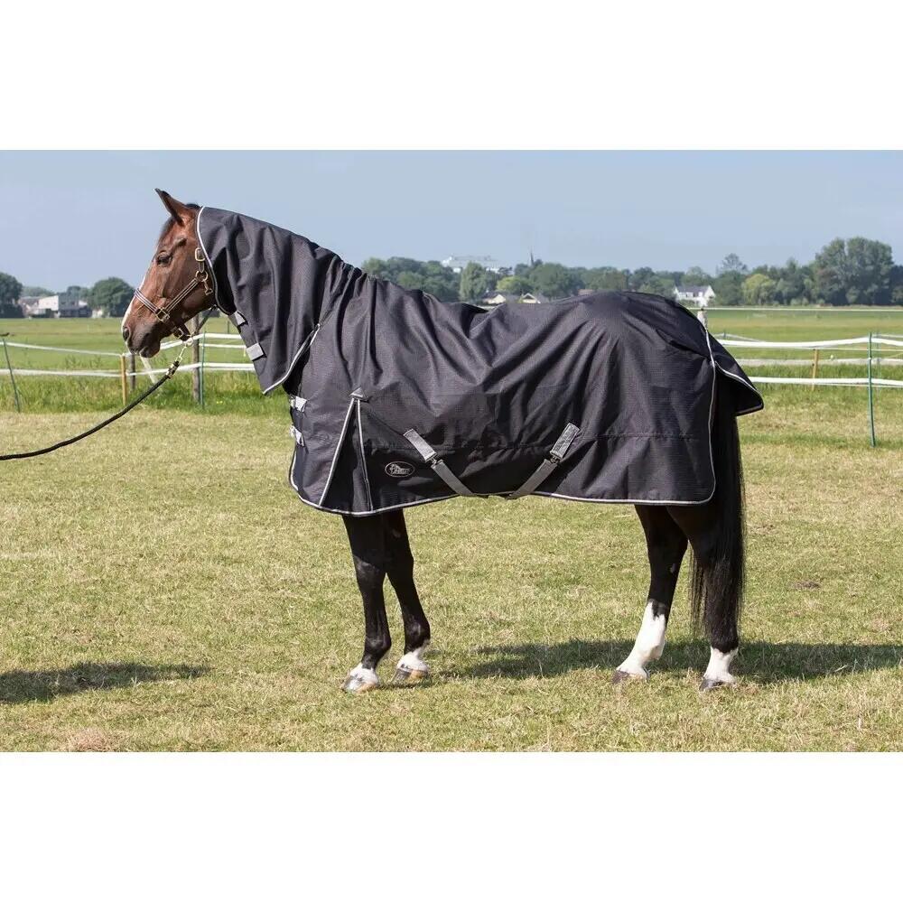 HARRYS HORSE picture