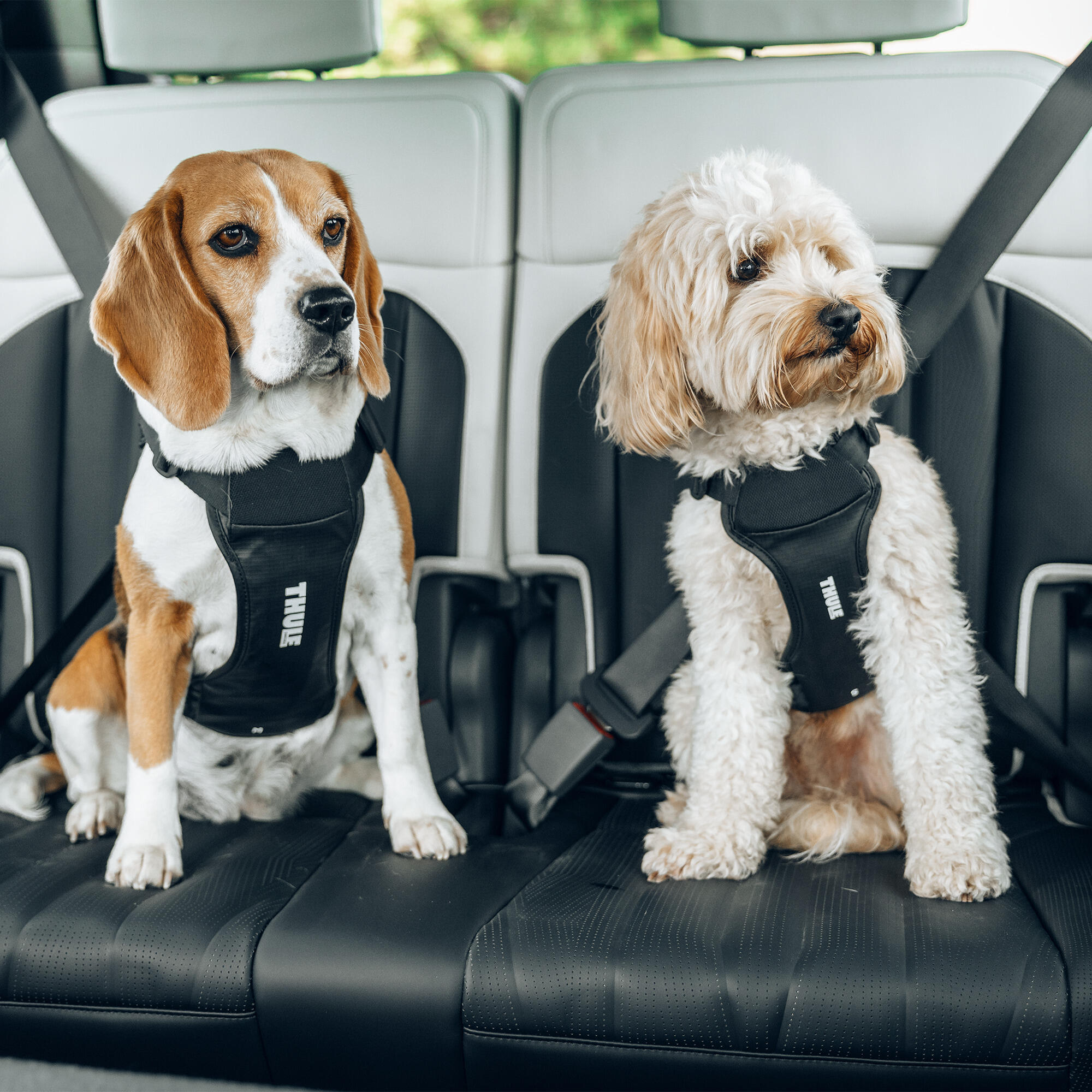 Hundegeschirr I-DOG Thule Cappy 5/7
