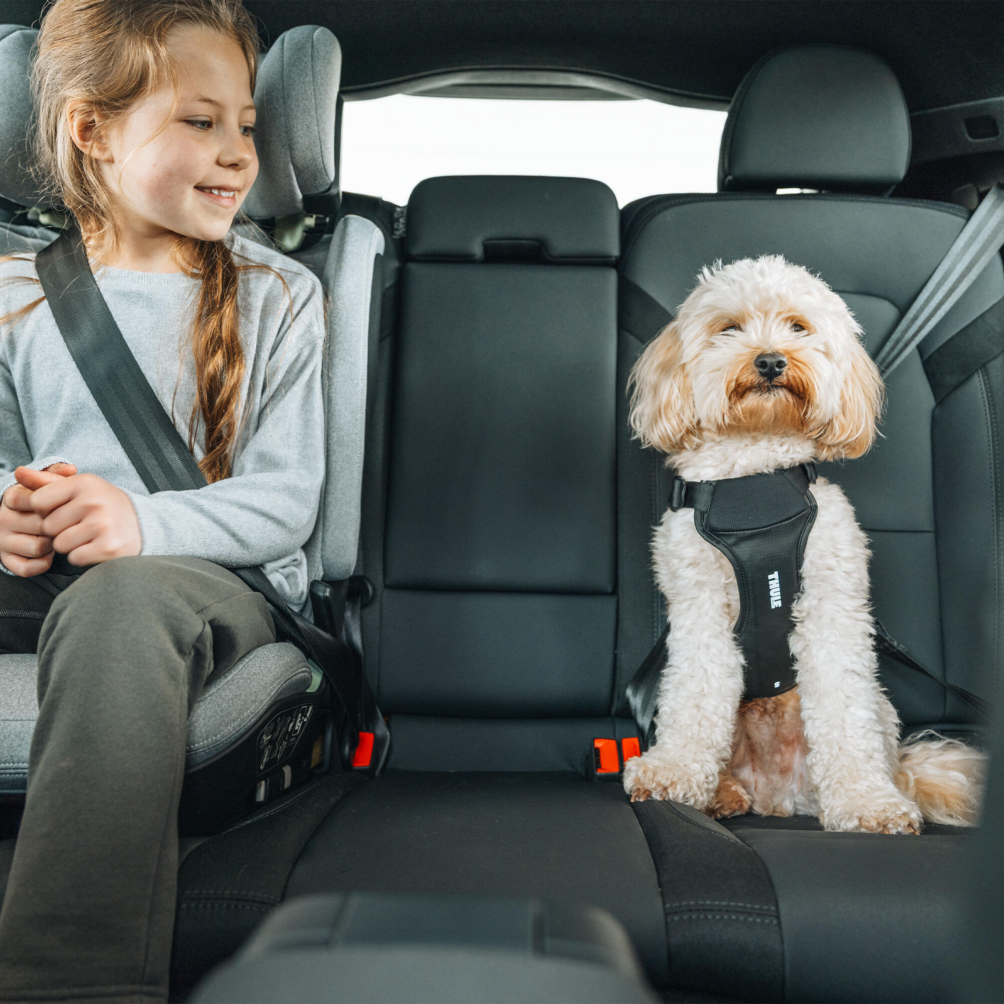 Hundegeschirr I-DOG Thule Cappy 6/7