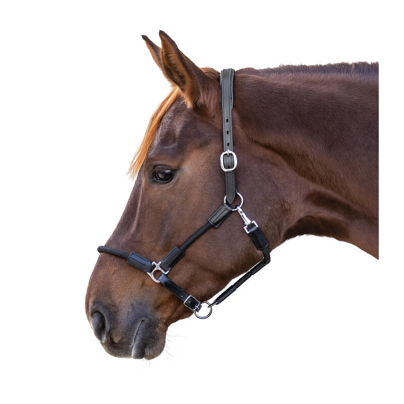 Licol pour cheval Waldhausen Nevada 2/3