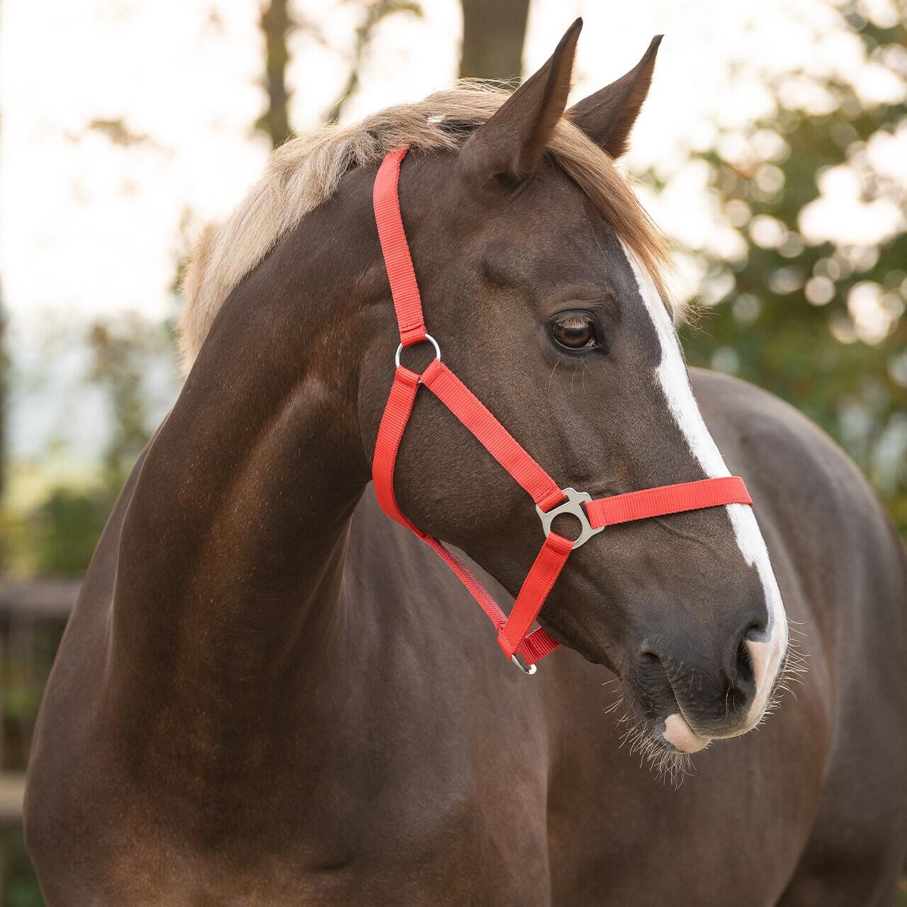 Licol pour cheval avec glissière Q-essentials 2/5