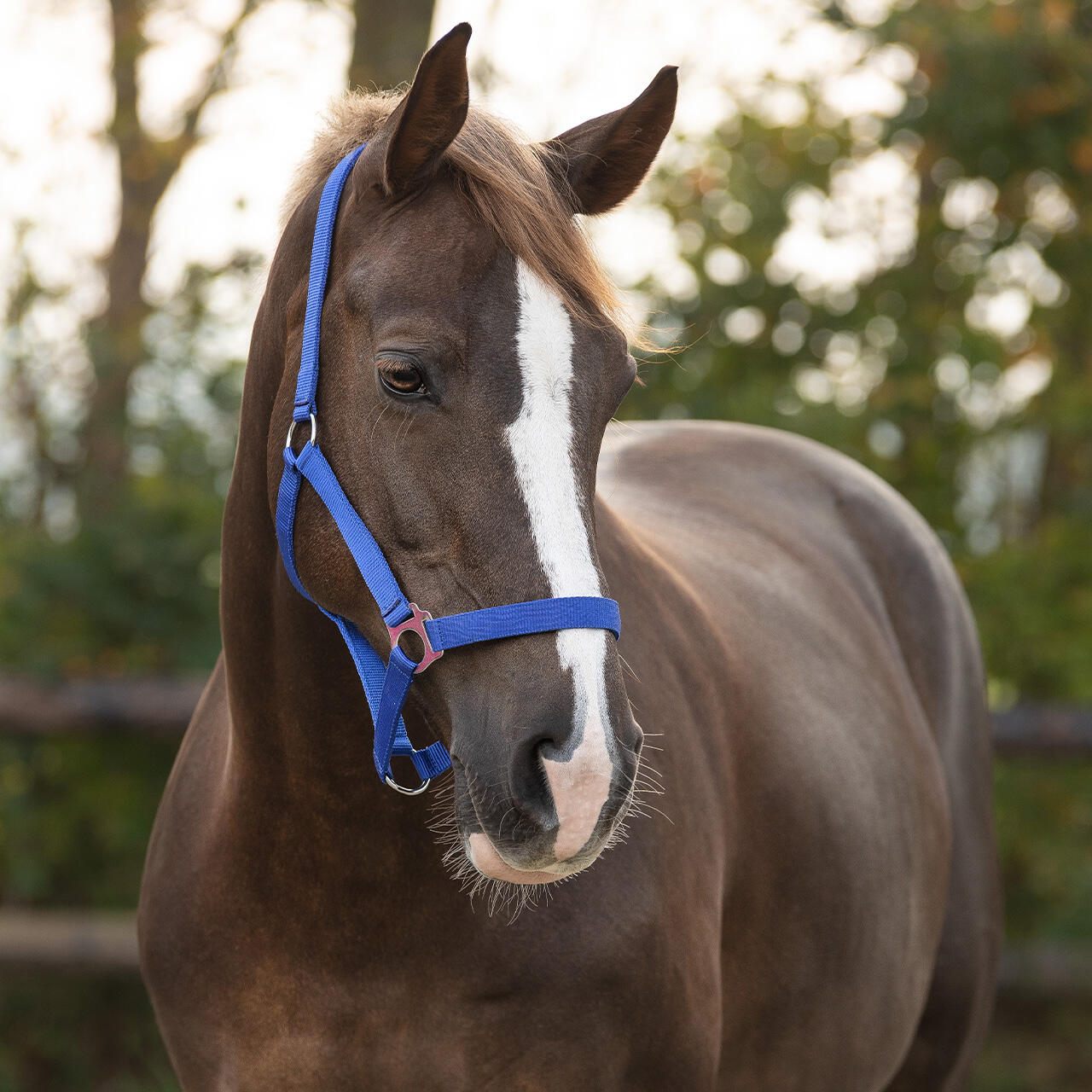 Licol pour cheval avec glissière Q-essentials 2/5
