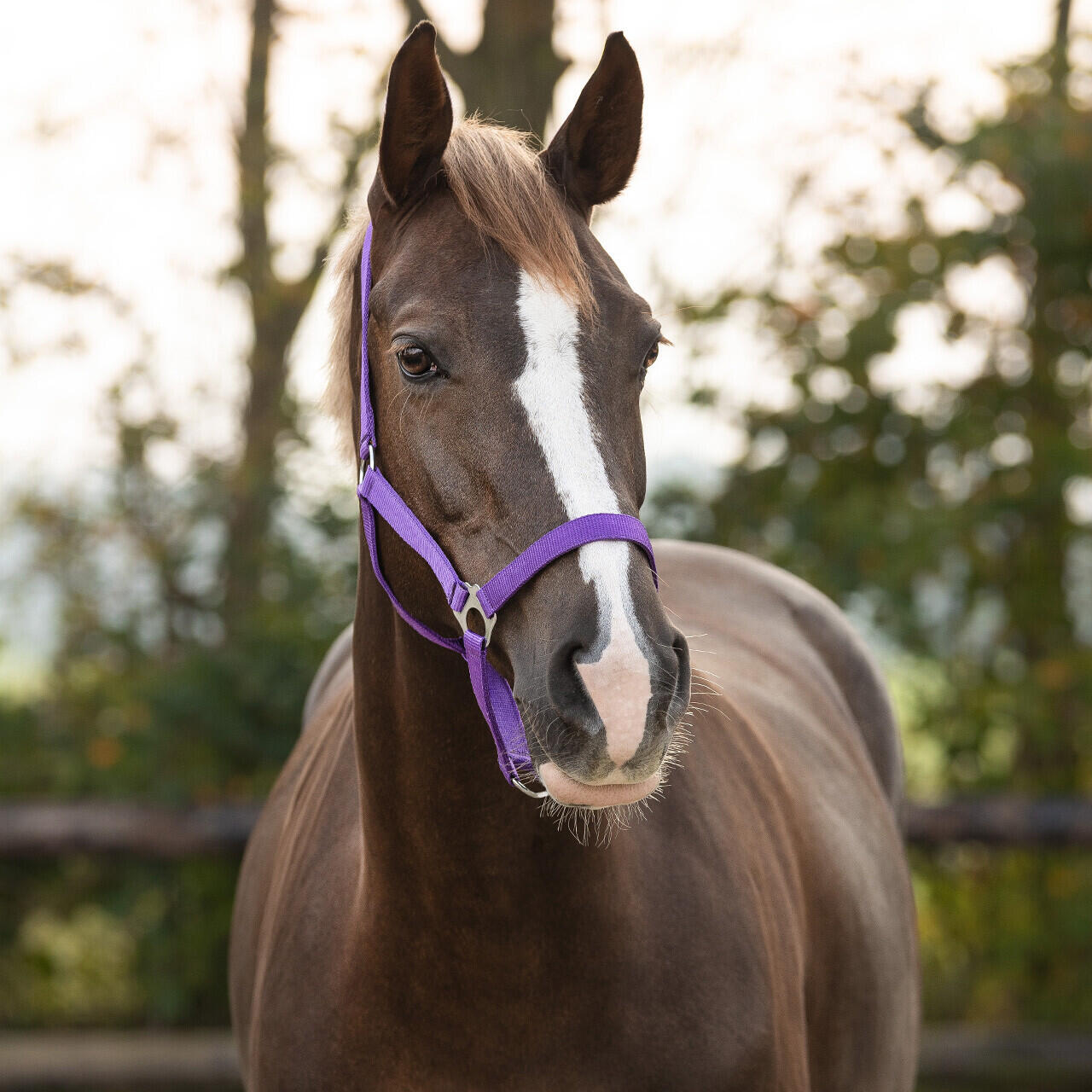 Licol pour cheval avec glissière Q-essentials 4/4