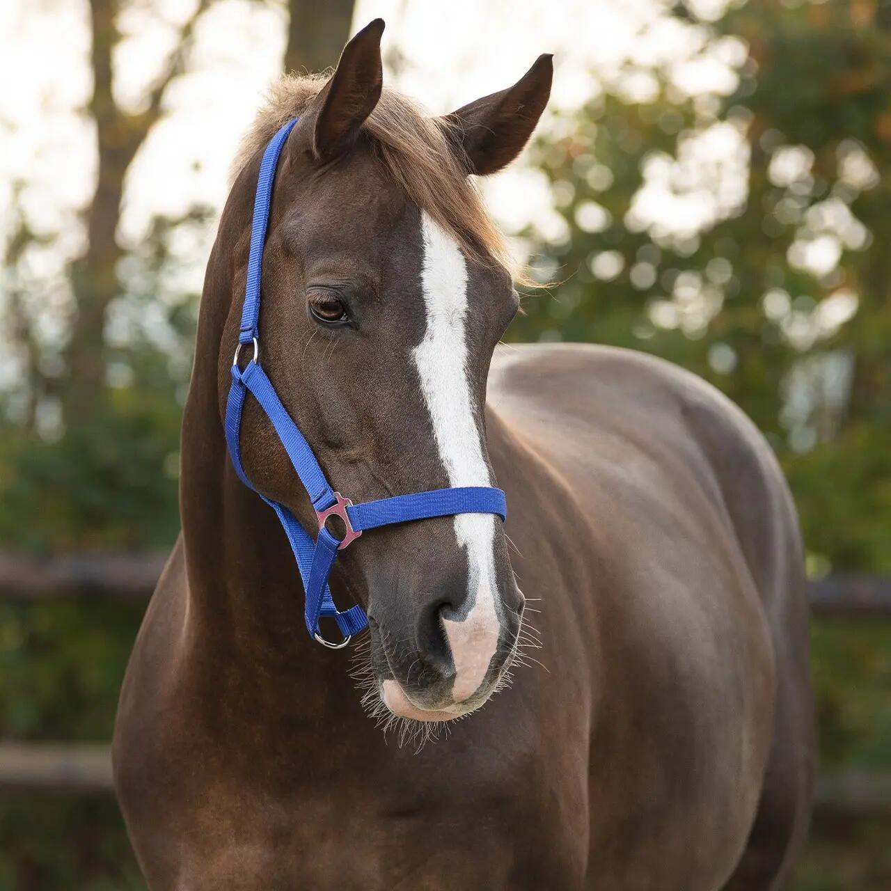Licol pour cheval avec glissière Q-essentials 2/5