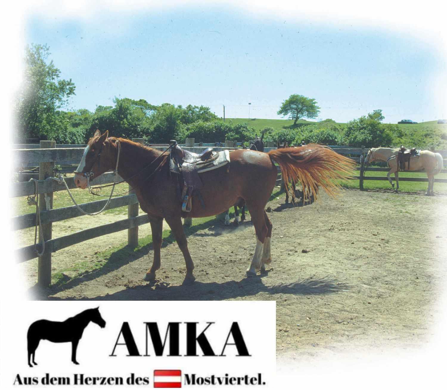 AMKA Westernzügel Eco 4/4