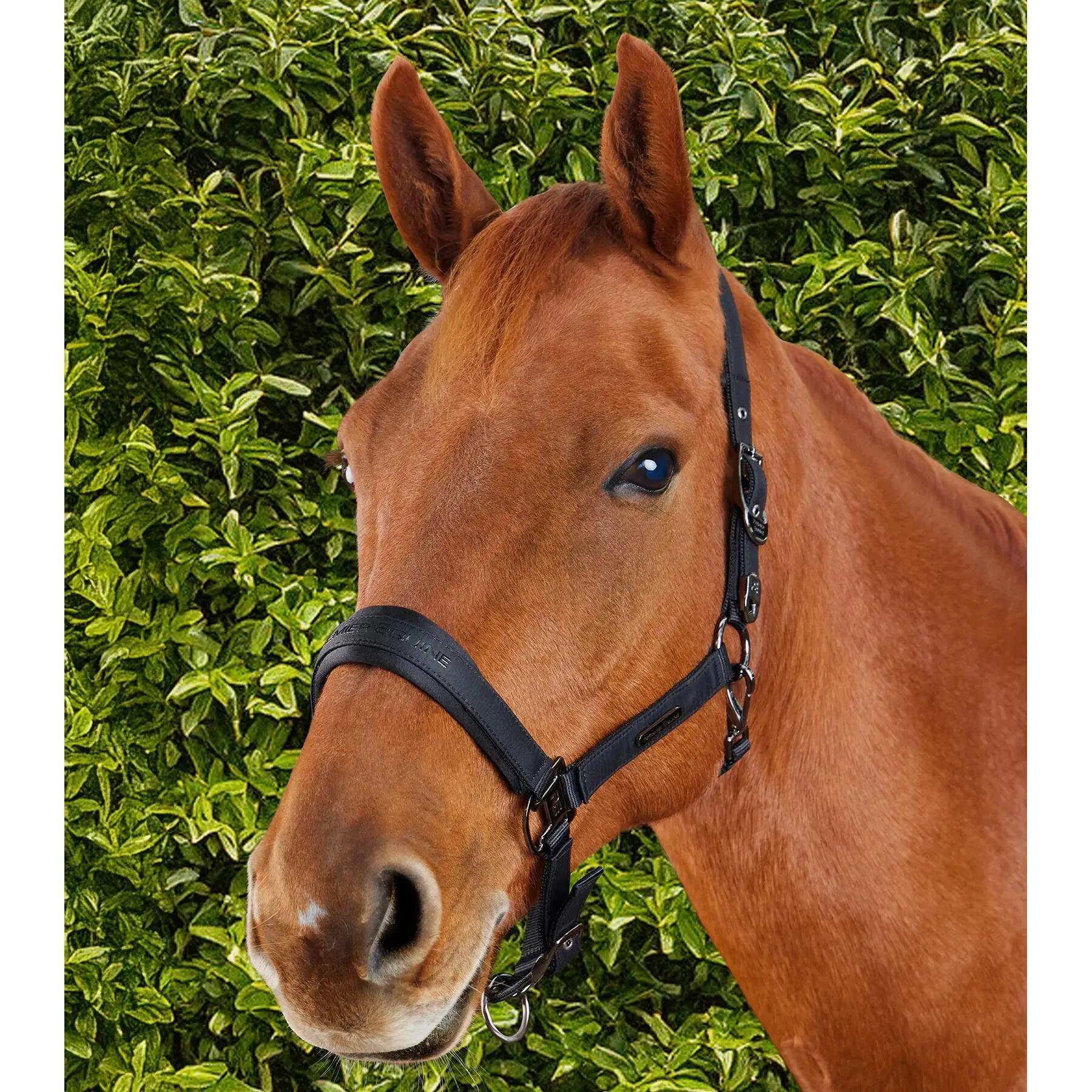 Licol nylon pour cheval Premier Equine Duco 3/6