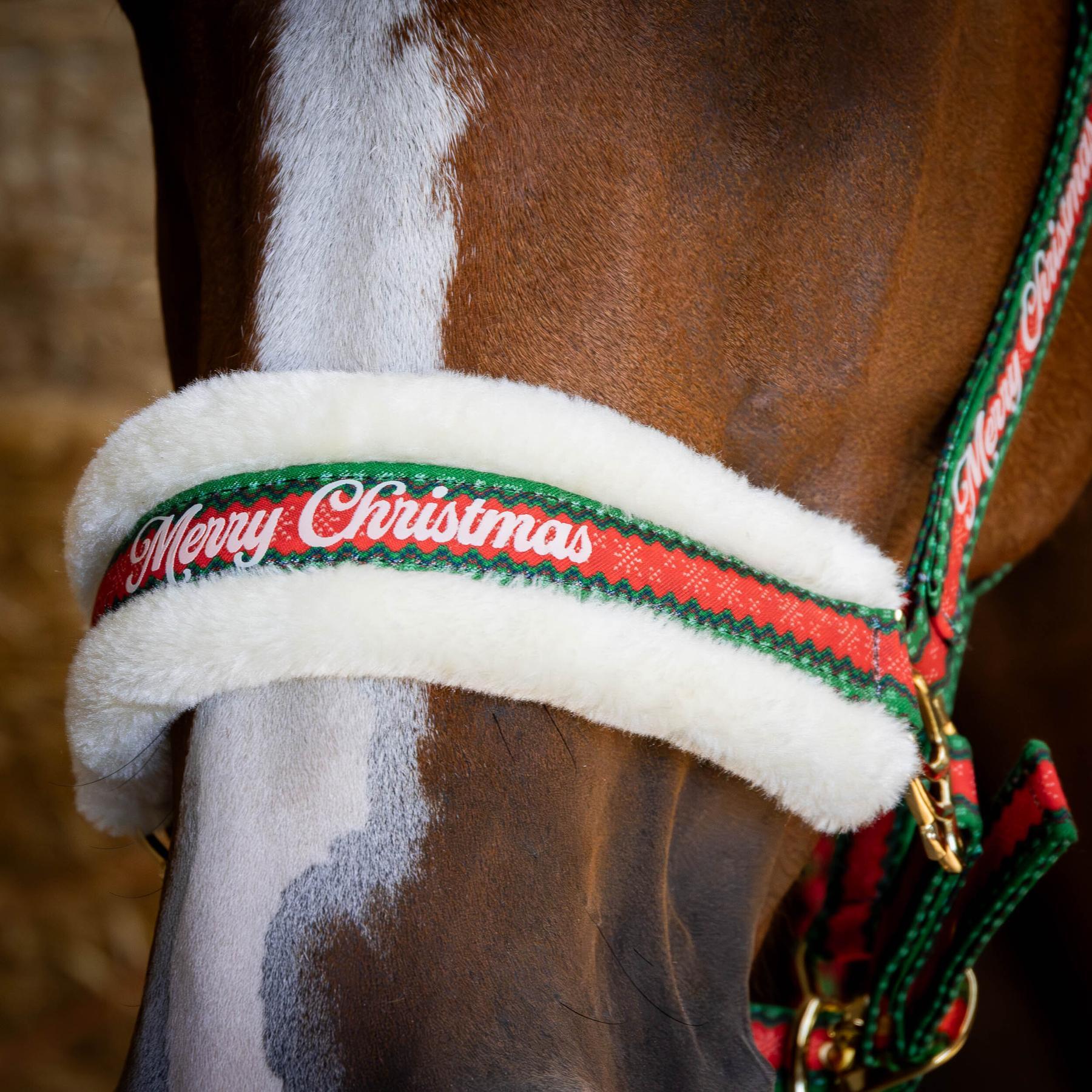Ensemble licol, longe et bonnet pour cheval Harry's Horse Christmas 3/5