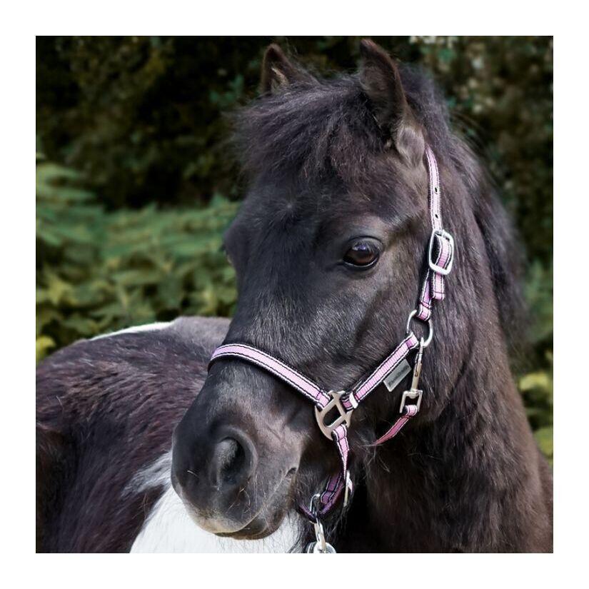 Licol pour cheval en deux tailles différentes Kavalkade Shorty 3/3