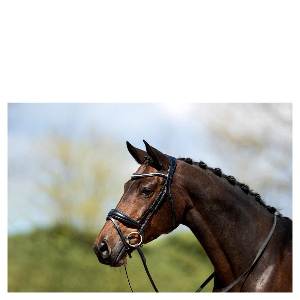 Cavezza da equitazione combinata all'inglese con nasello anatomico ANKY NB 2/4