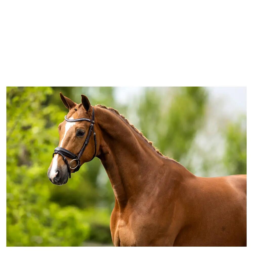 Briglie anatomiche per l'equitazione BR Equitation Southam 2/3