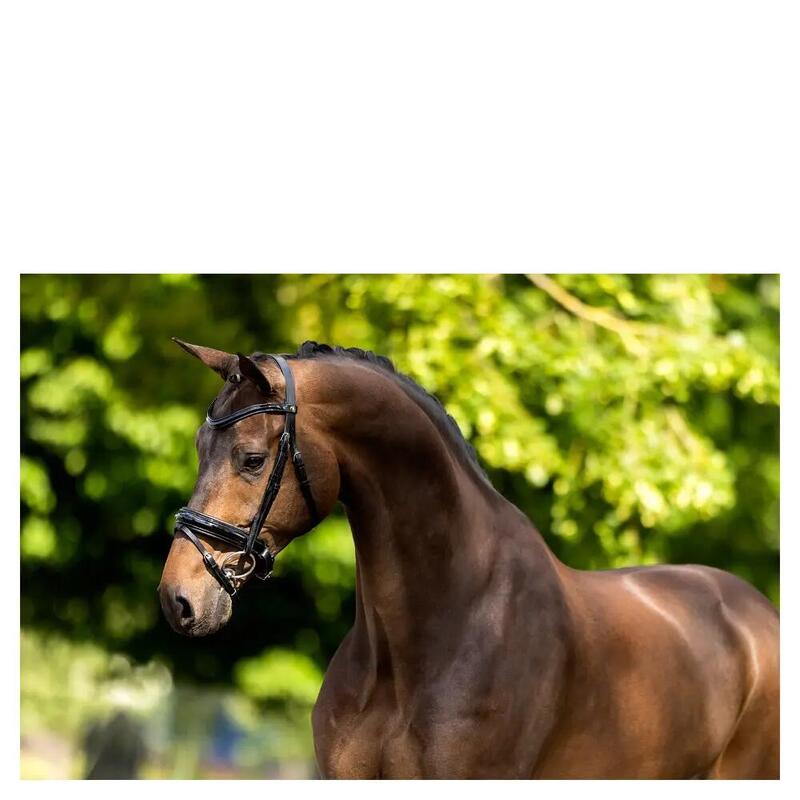 Zăbăre anatomice BR Equitation Kingston