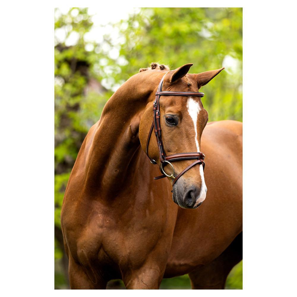 Briglie anatomiche per l'equitazione BR Equitation Kendal 3/3
