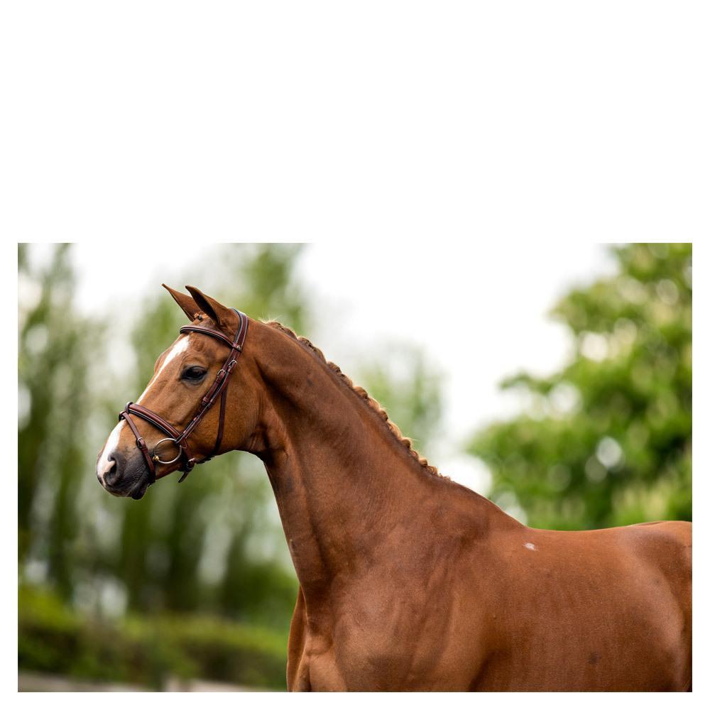 Briglie anatomiche per l'equitazione BR Equitation Kendal 2/3