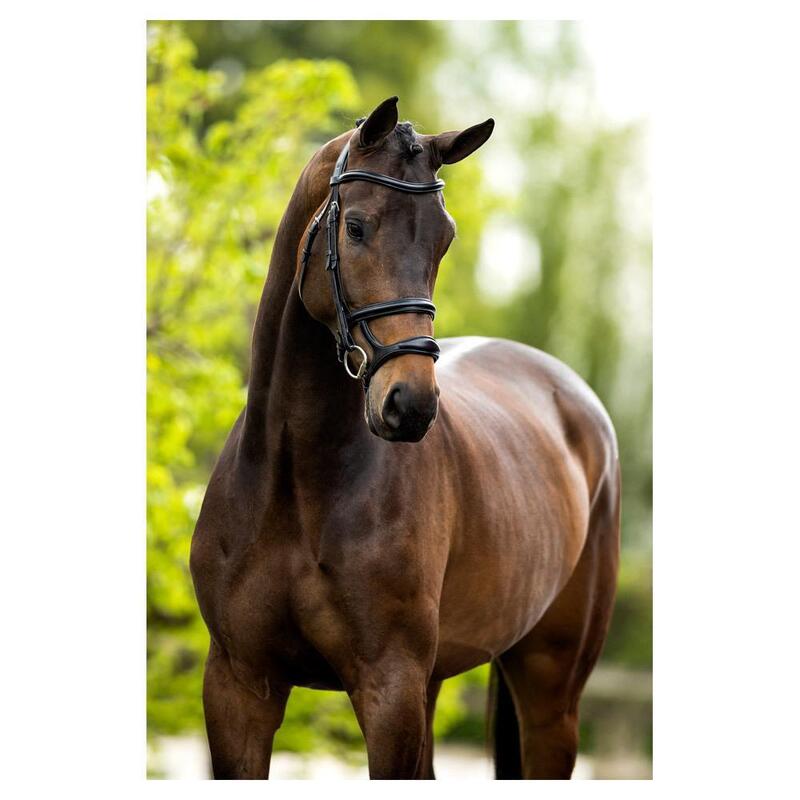Anatómiai lovas zablák BR Equitation Bath