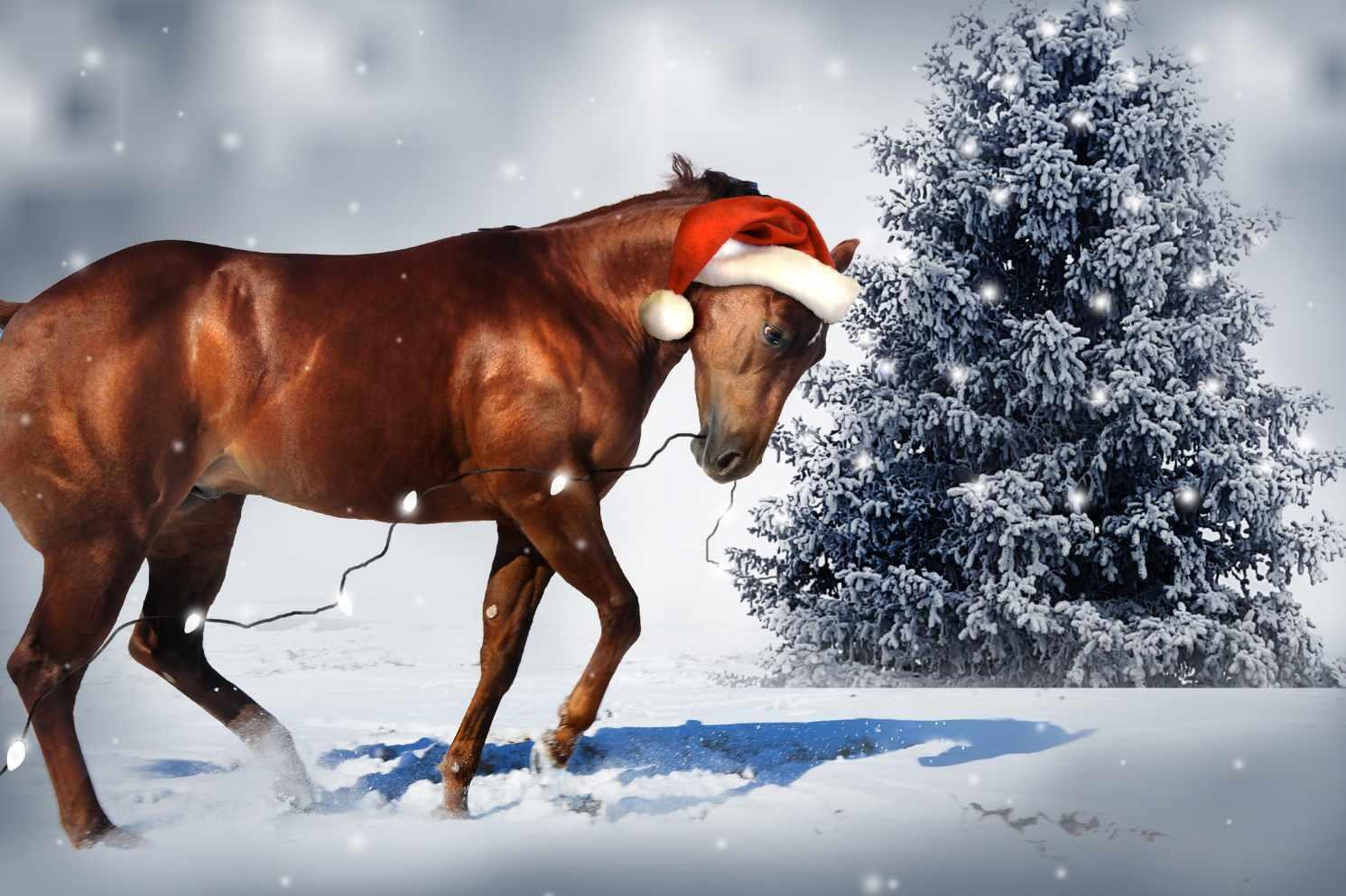 Reitsport Amesbichler Weihnachtsmütze Pferde mit Rentiergeweih 3/3