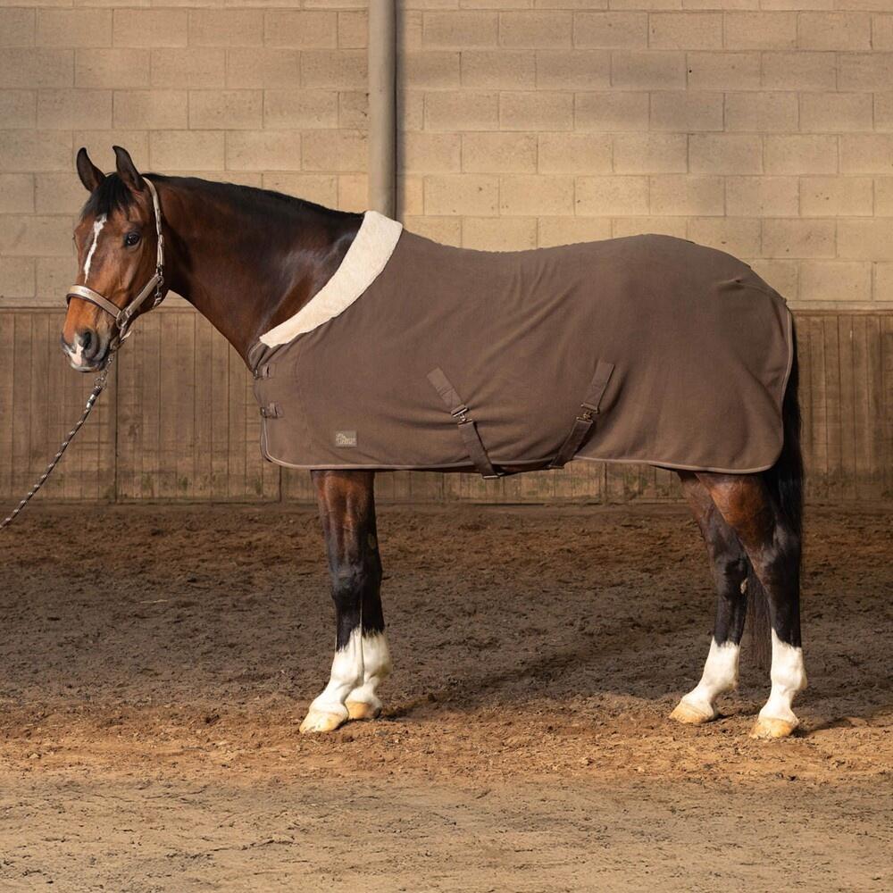 HARRYS HORSE picture