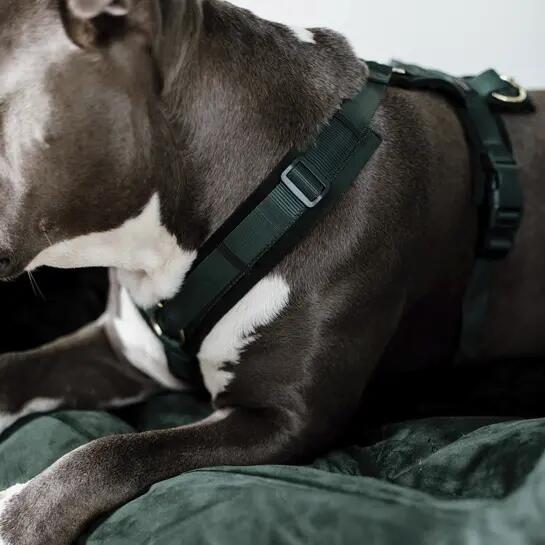 Harnais pour chien actif Kentucky Velvet 3/4
