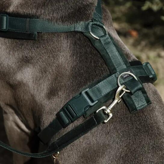 Harnais pour chien actif Kentucky Velvet 4/4