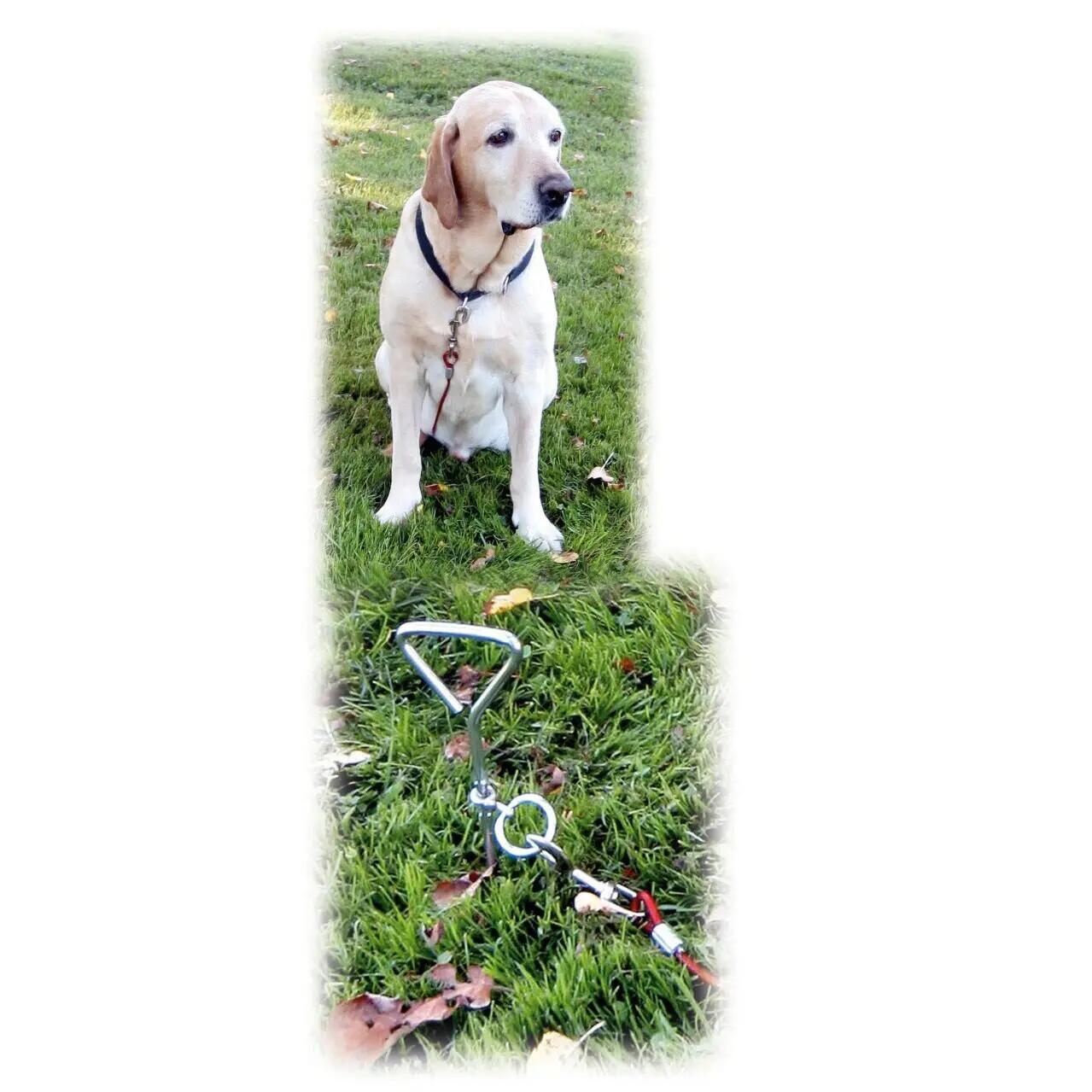 Laisse d'attache avec encrage spirale pour chien Kerbl 4/4