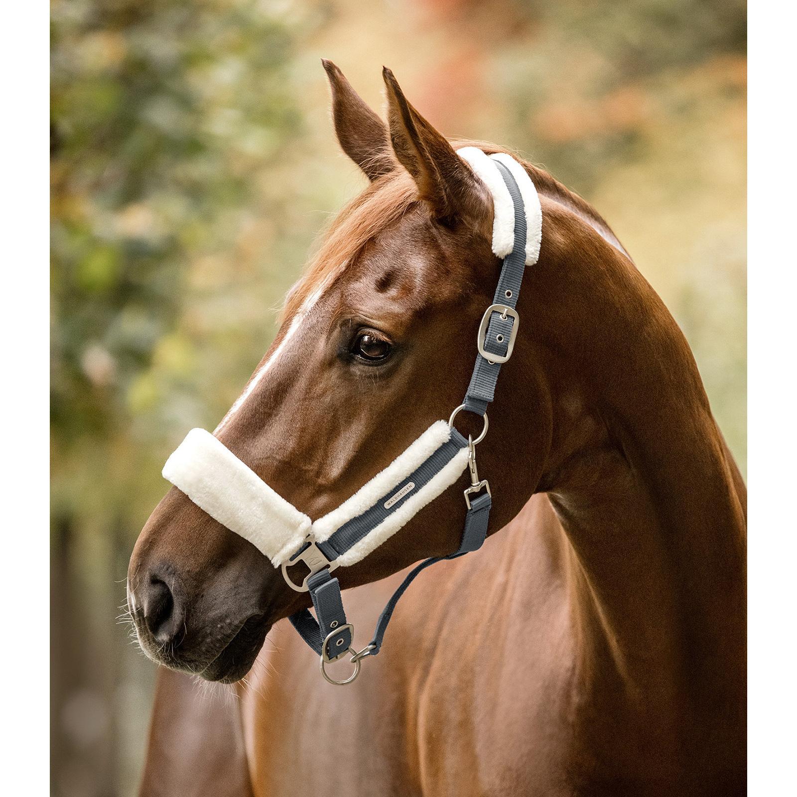 Cavallo da legare Waldhausen Soft 2/2