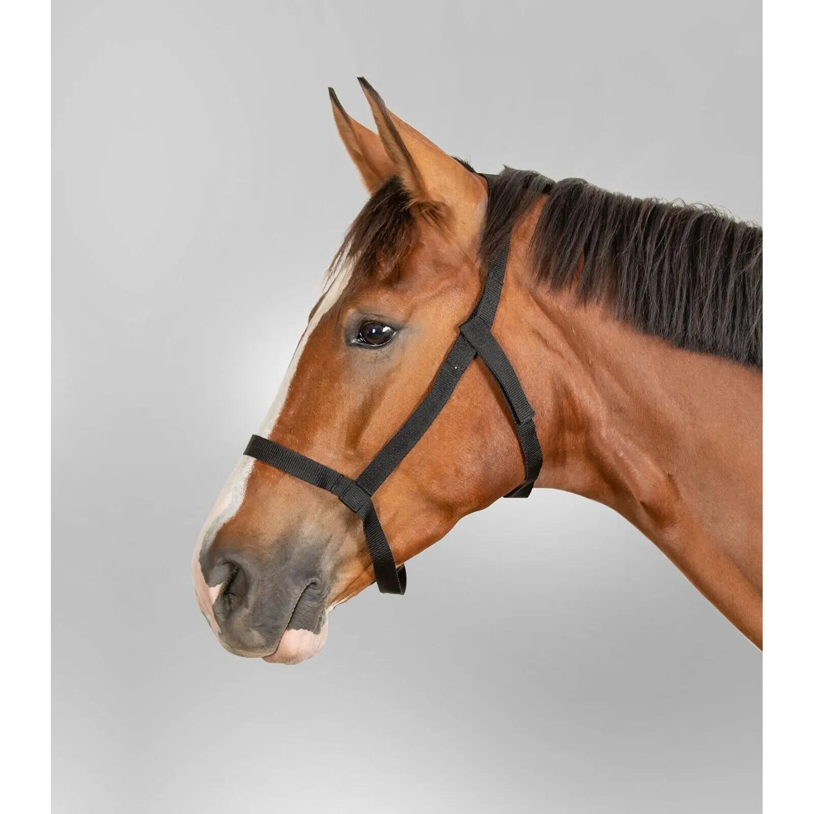 Licol pour cheval de prairie Waldhausen 2/2