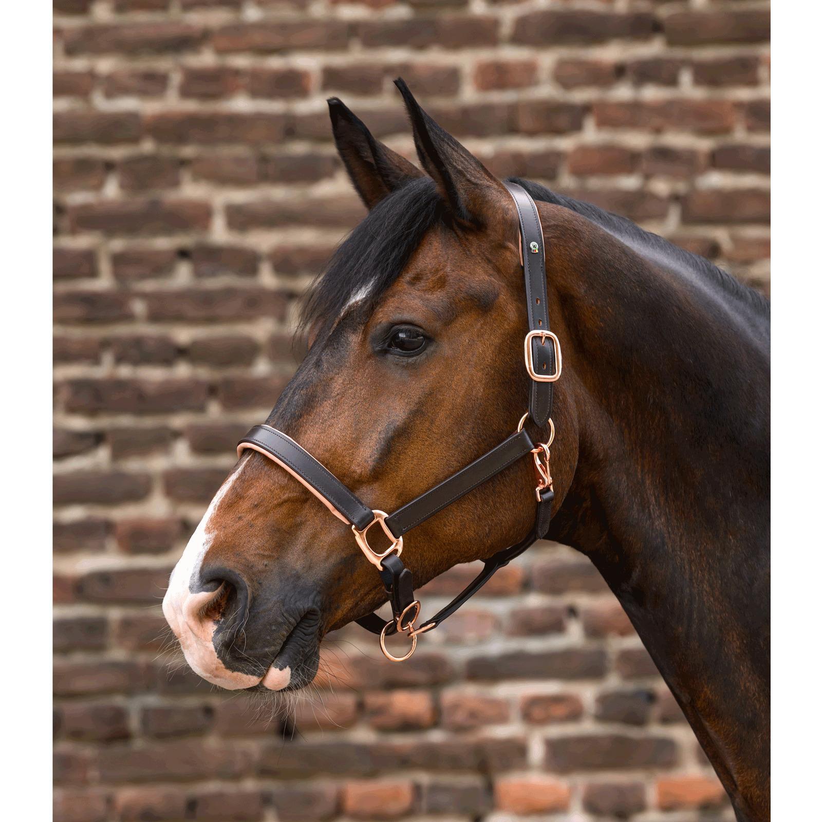 Cabestro de cuero para caballos Waldhausen X-Line 2/3