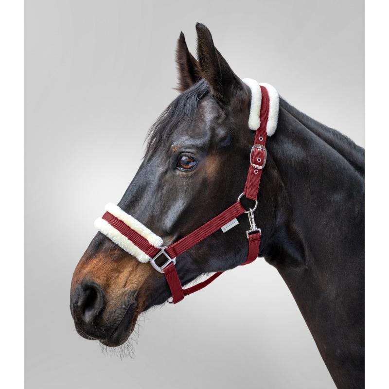 Cavalo com pelagem Waldhausen First 2/2