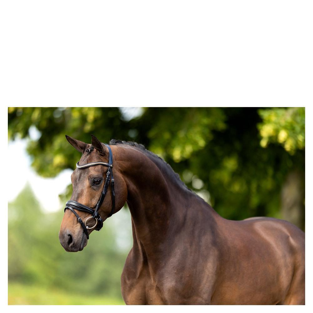 Bridas de montar BR Equitation Oldham 3/5