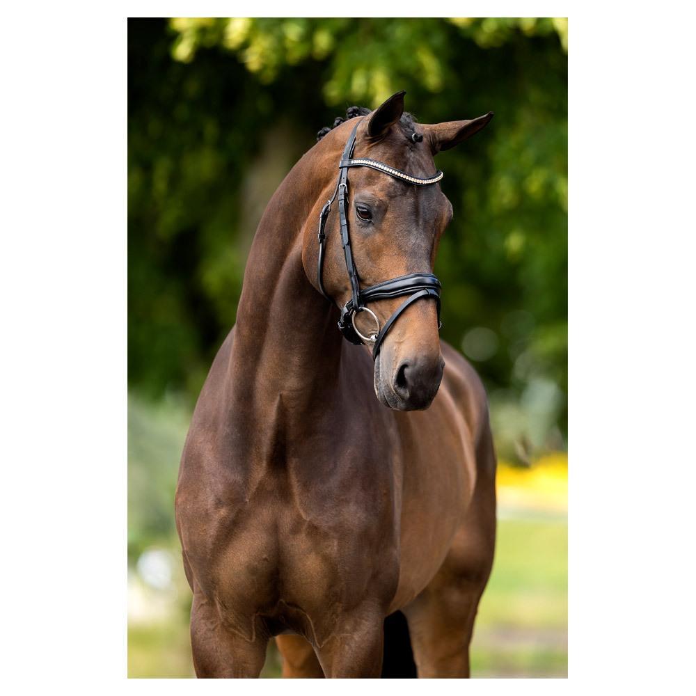Bridas de montar BR Equitation Oldham 2/5