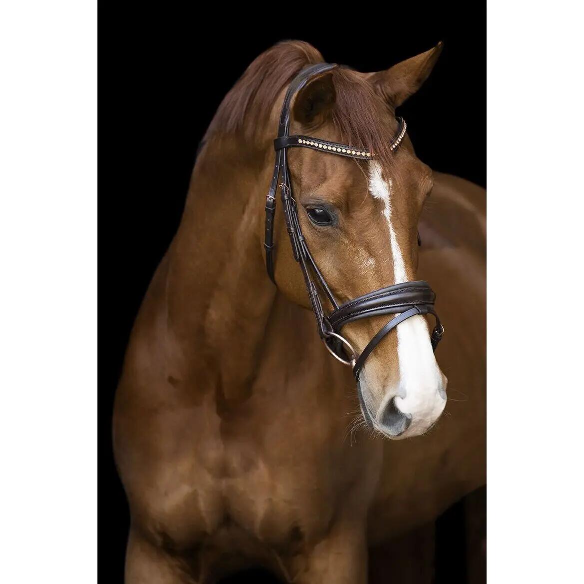 Bridon équitation muserolle combinée Imperial Riding Fria 2/2