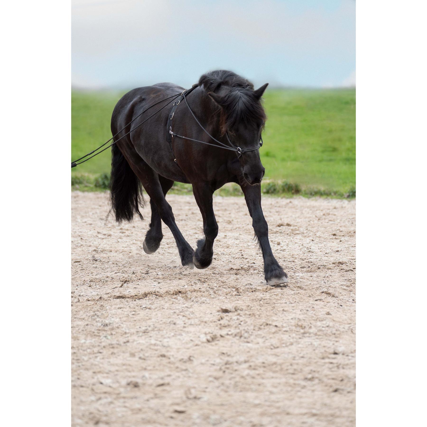 Longe équitation Imperial Riding Free Ride 2/2