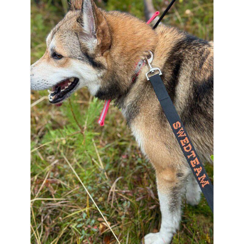 Laisse pour chien Swedteam 2/2