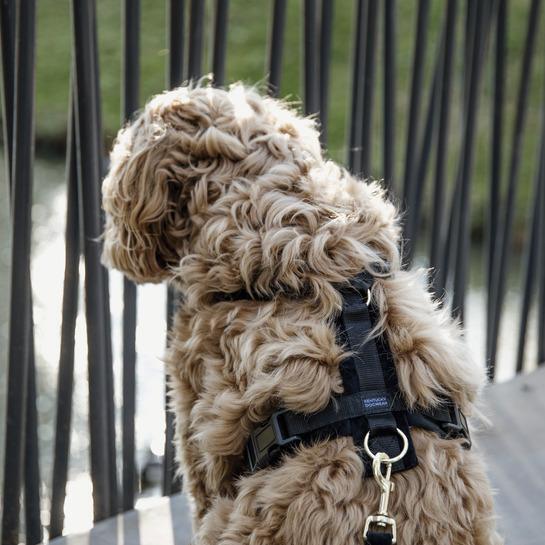 Arnés para perro activo Kentucky Velvet 2/4