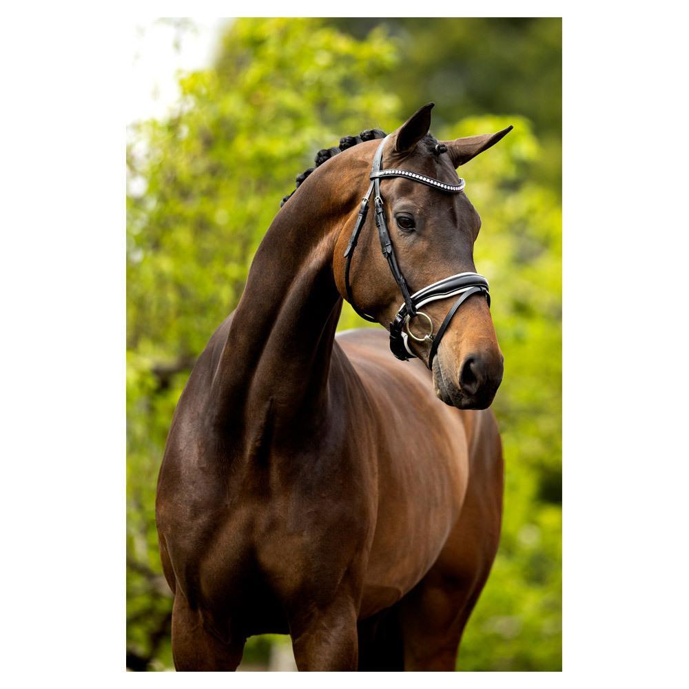 Anatomische hoofdstellen BR Equitation Southam 3/6