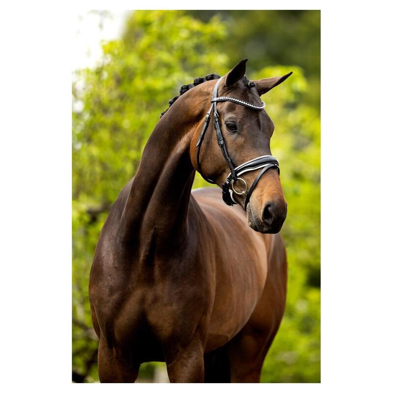 Br Hoofdstel Southam Wit -