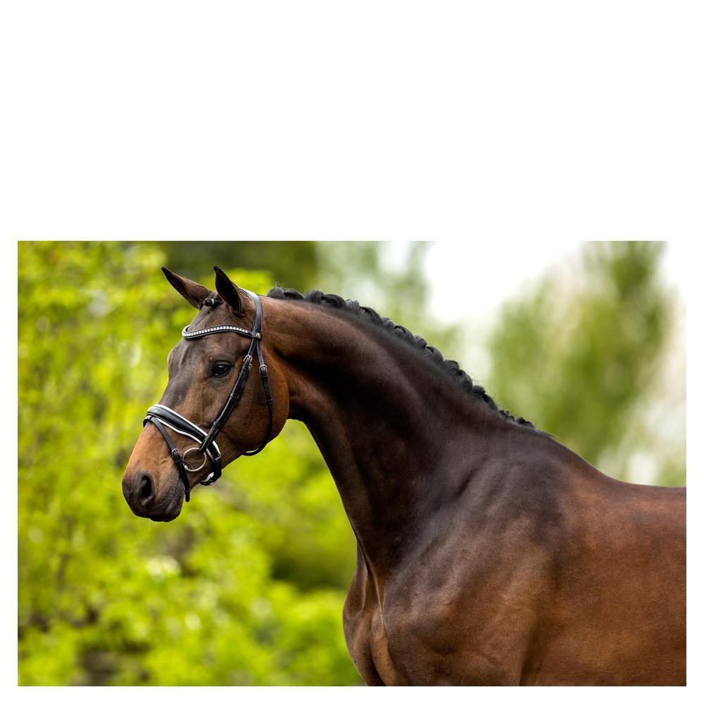 Anatomische hoofdstellen BR Equitation Southam 2/6