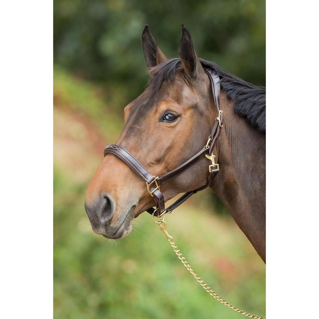 Leather halter for horses HFI