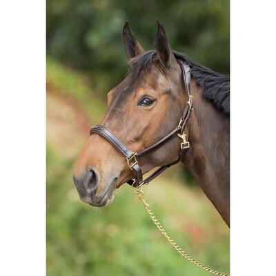 Leren halster voor paarden hfi