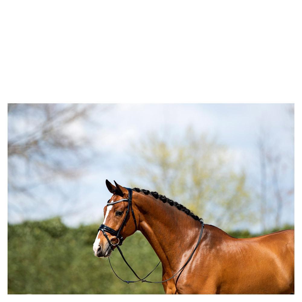 Bridons équitation muserolle combinée anatomique avec du cuir verni ANKY NB 3/5