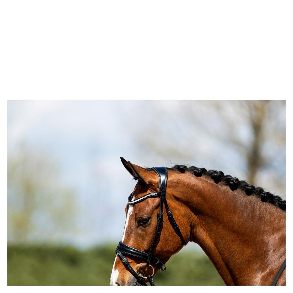 Bridons équitation muserolle combinée anatomique avec du cuir verni ANKY NB 2/5