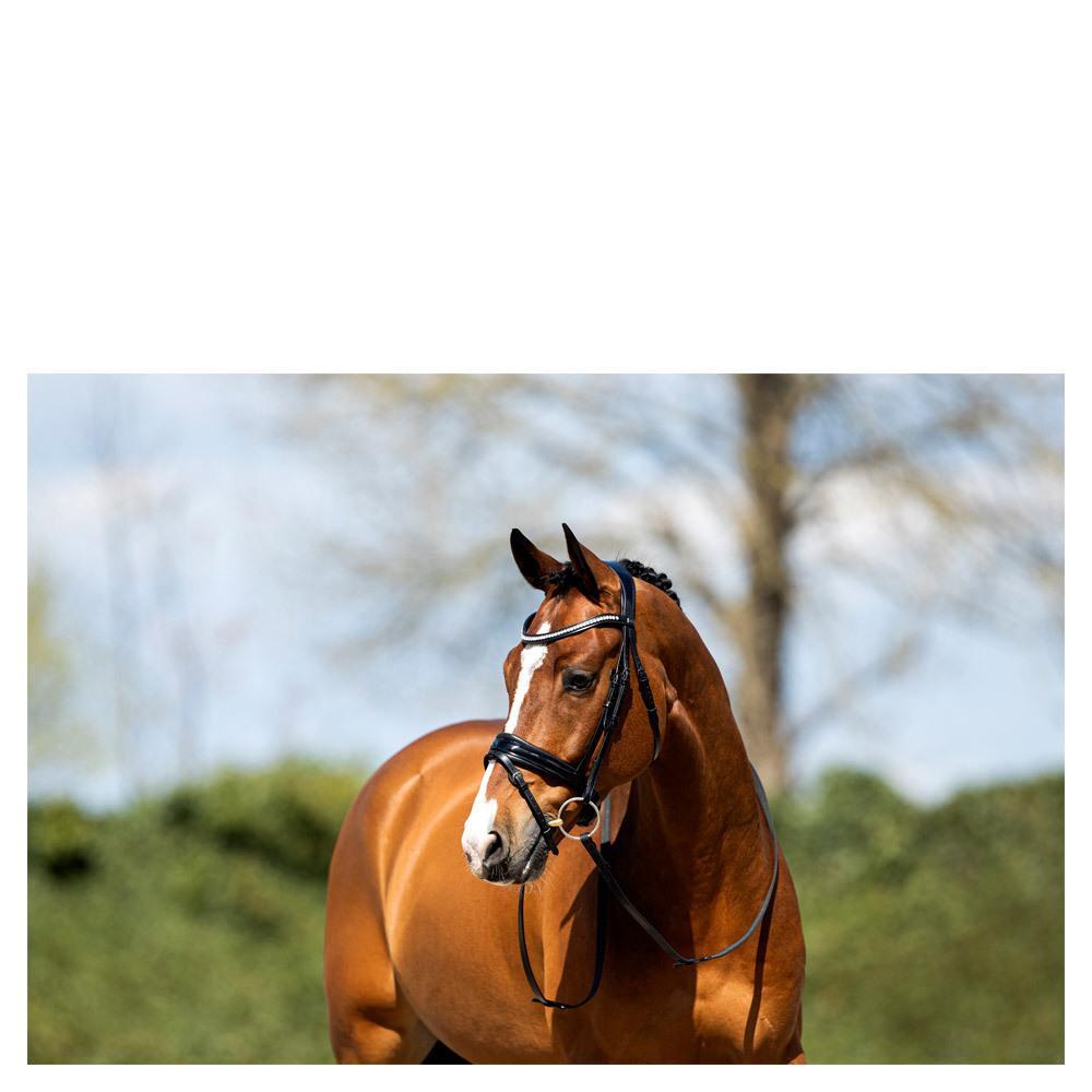 Bridons équitation muserolle combinée anatomique avec du cuir verni ANKY NB 4/5
