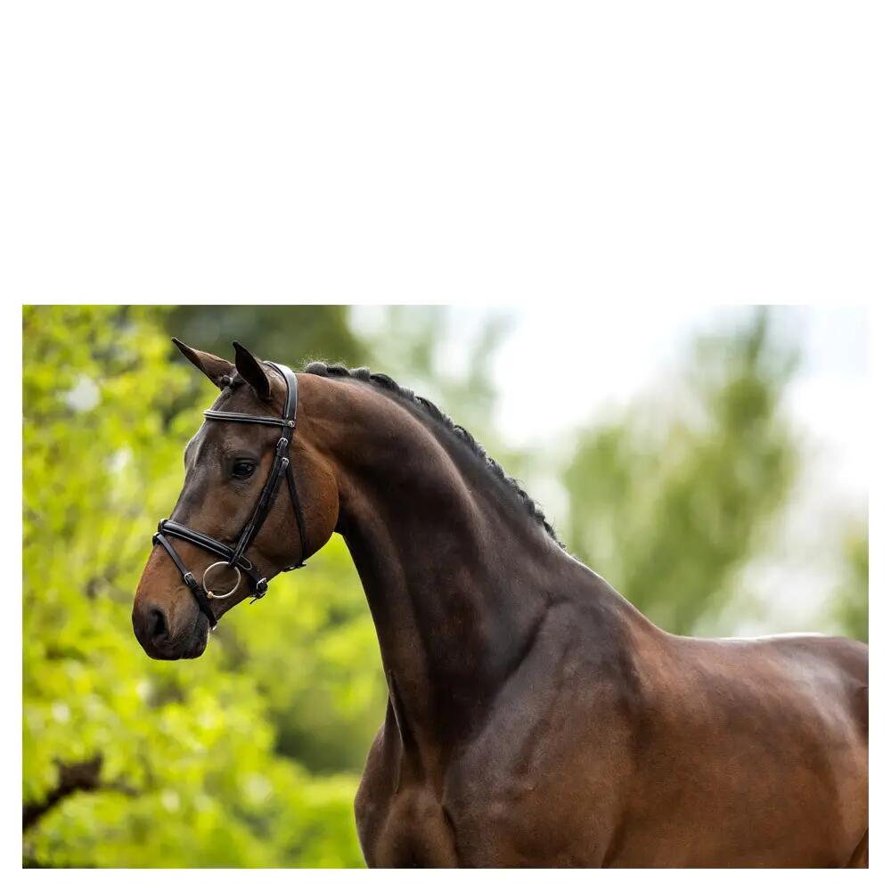 Bridons équitation anatomique BR Equitation Kendal 3/3