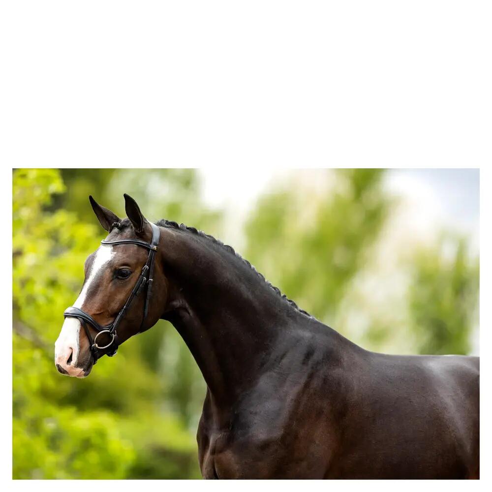 Briglie anatomiche per l'equitazione BR Equitation Longridge 2/4