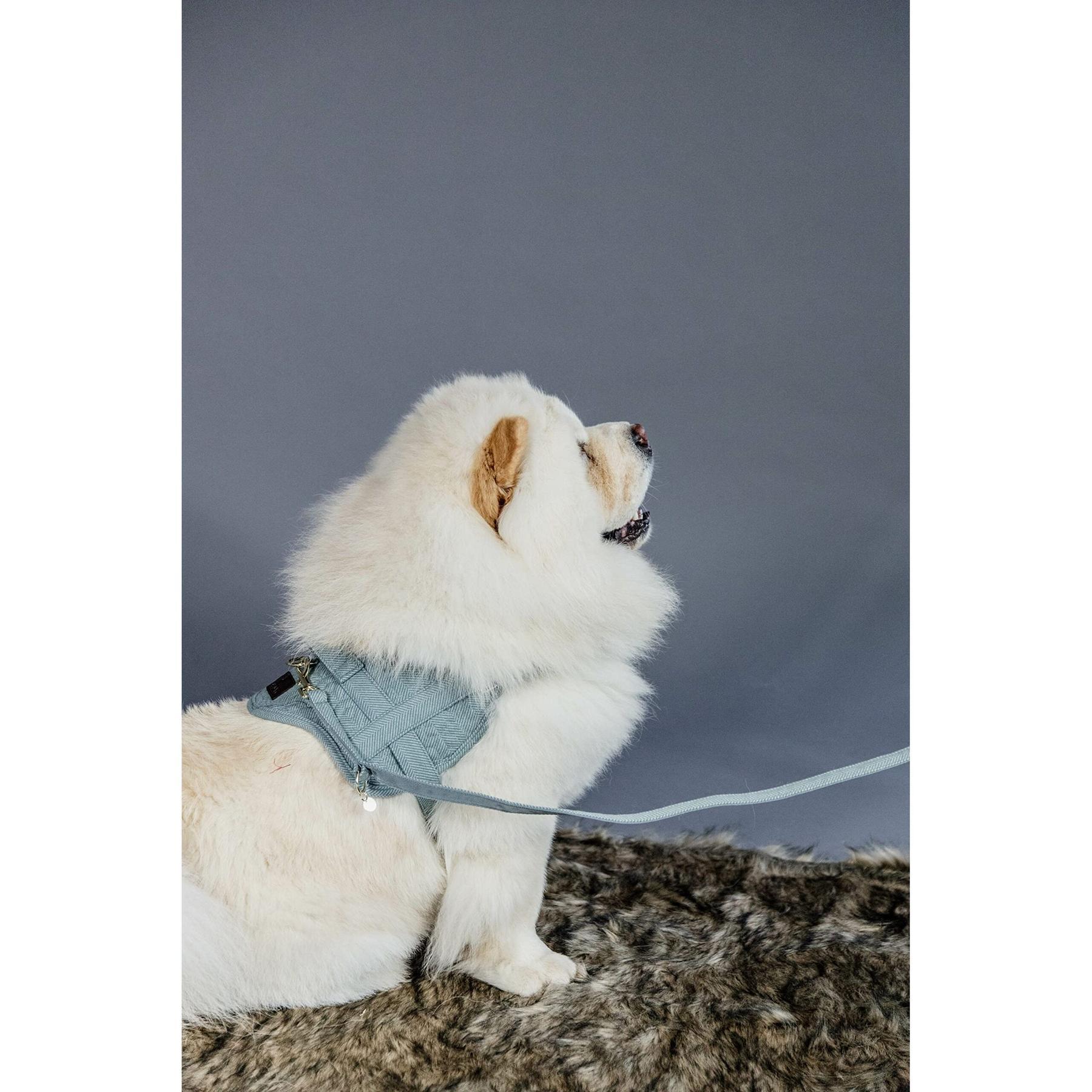 Harnais pour chien laine Kentucky Body Safe 2/6