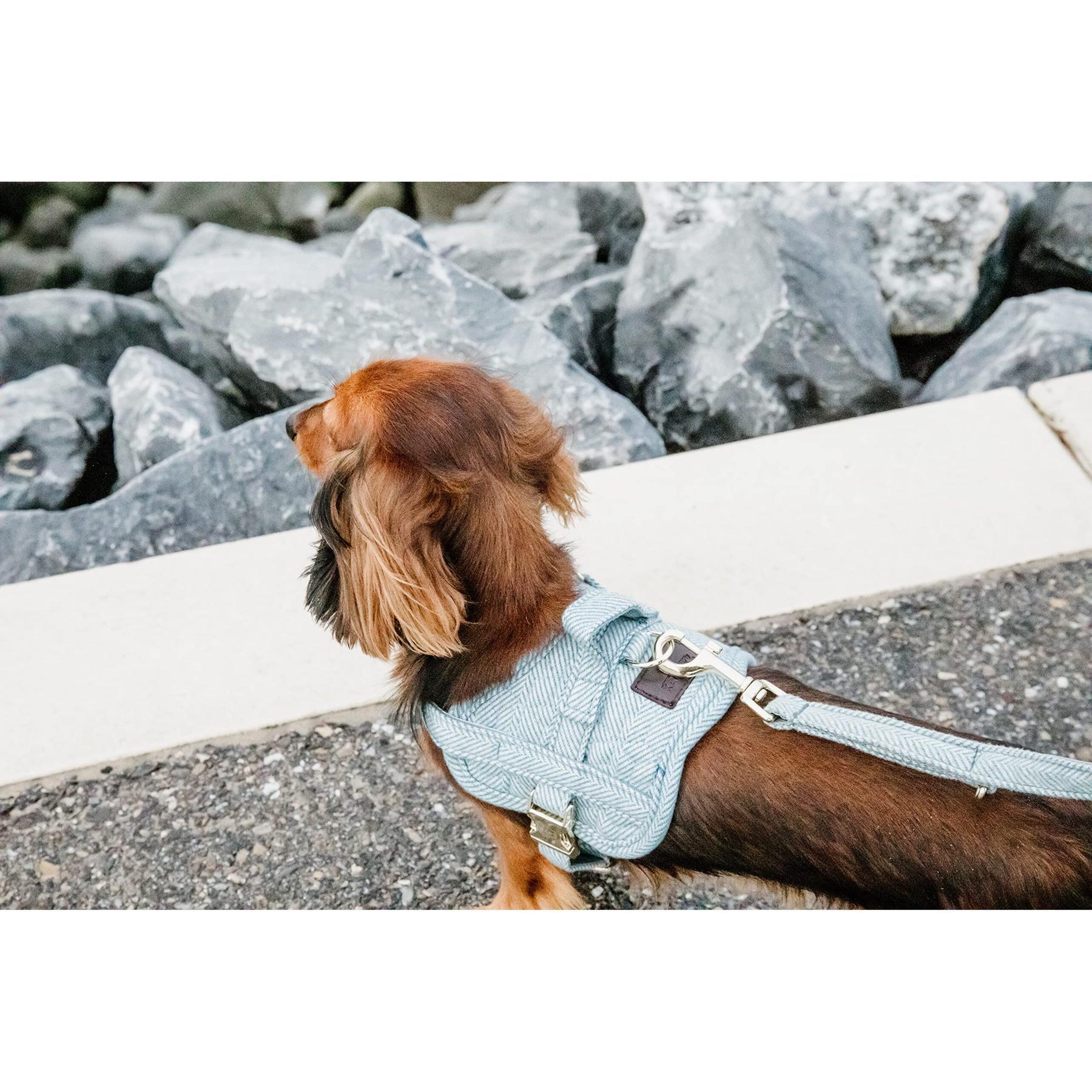 Harnais pour chien laine Kentucky Body Safe 4/6