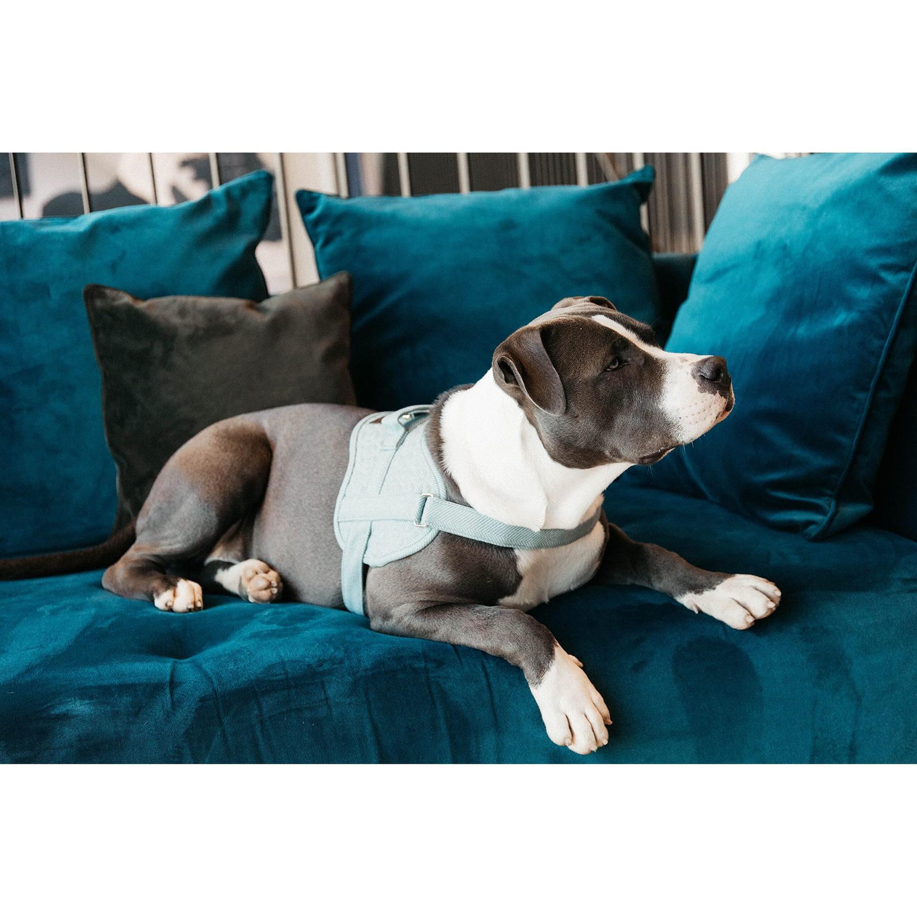 Harnais pour chien laine Kentucky Body Safe 6/6