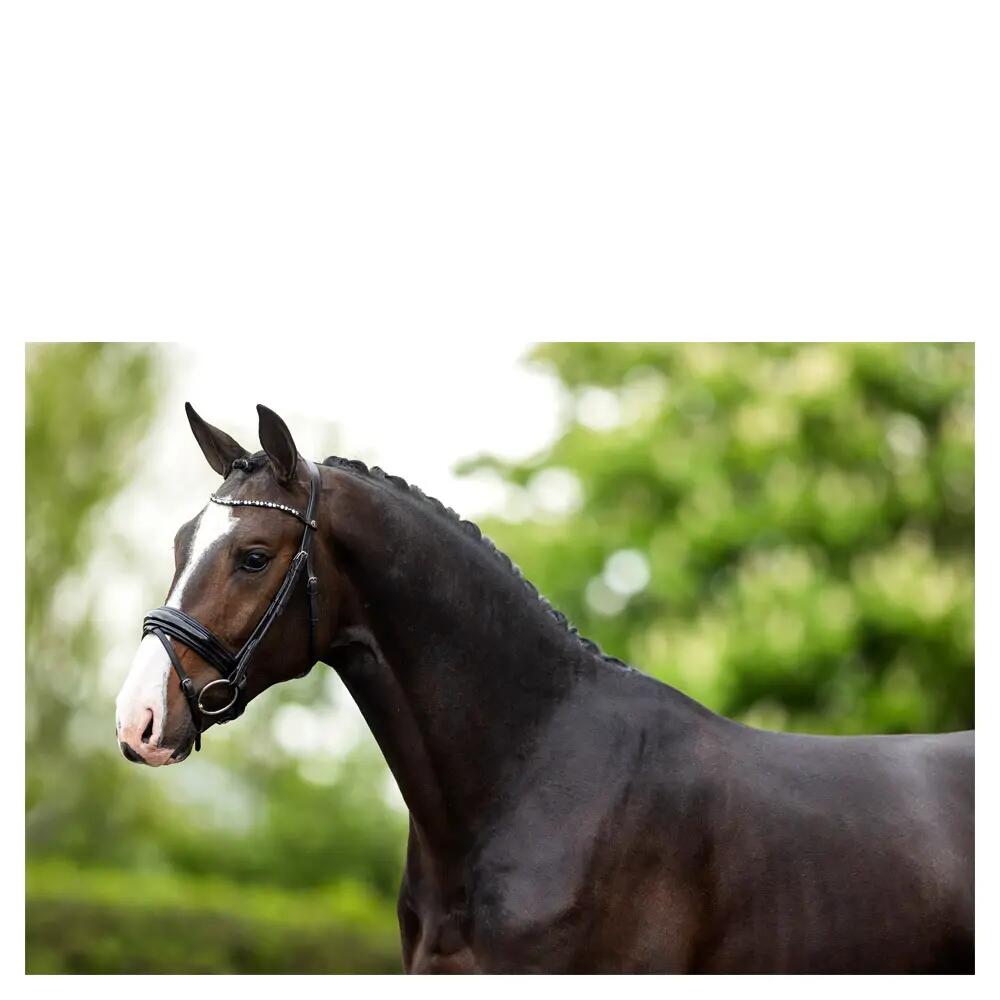 Cabezadas anatómicas BR Equitation Andover 2/3
