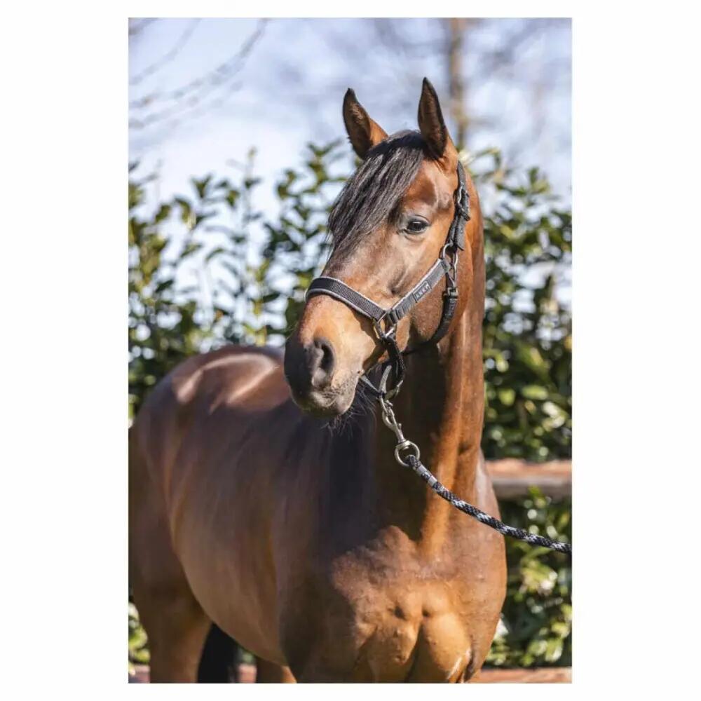 Cabresto de couro para cavalos ANKY Grooming 2/3