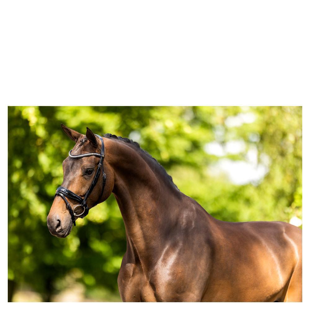 Cabezadas combinadas inglesas BR Equitation Ipswich 2/3