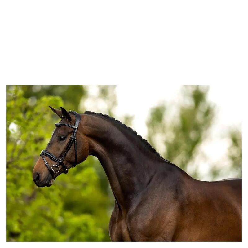 Bridon BR Equitation Anatomique Luton